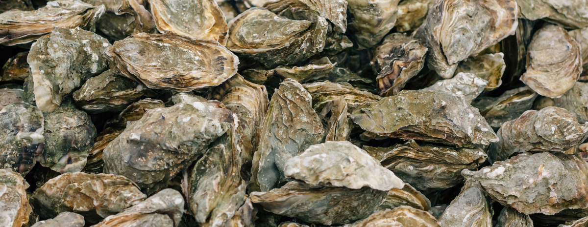 2023 Oyster Roast and Lowcountry Boil